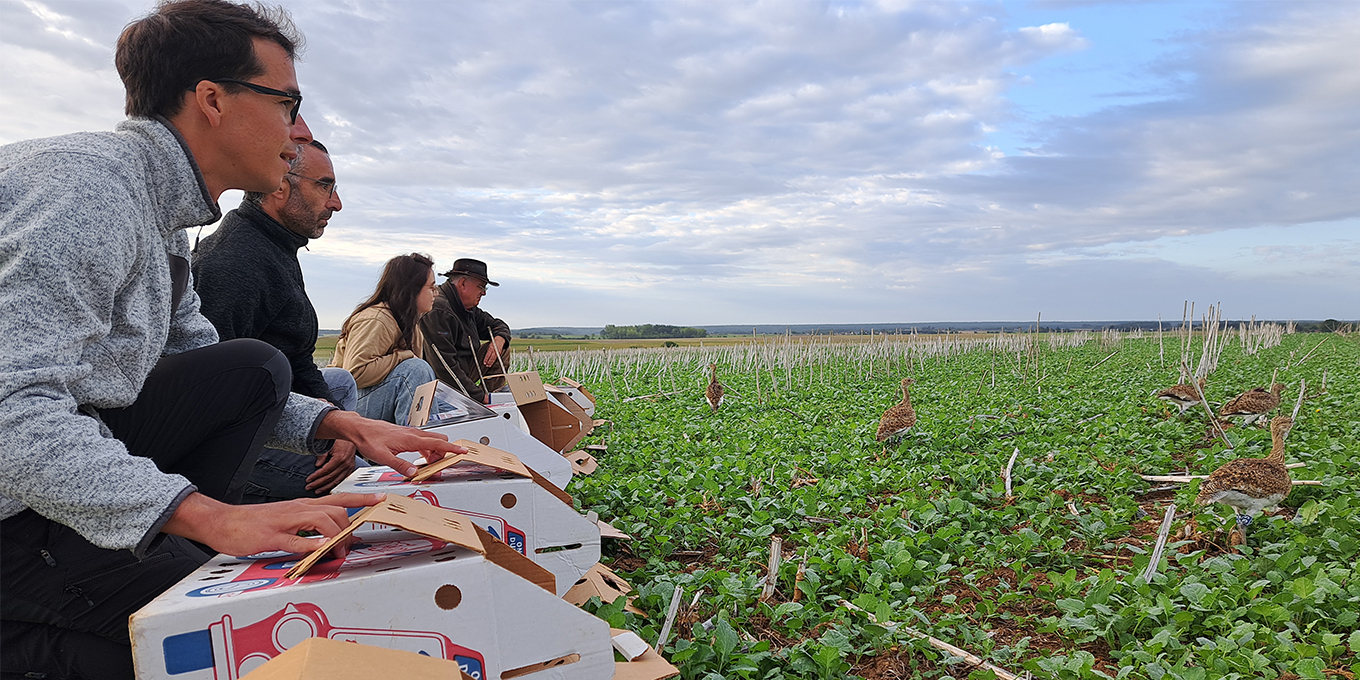 Grande première en Centre-Val de Loire :  des outardes canepetières réintroduites  pour sauver l’espèce